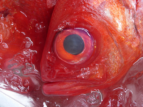 El mercurio del pescado factor de riesgo para el infarto de miocardio