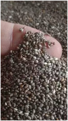 Más propiedades de las semillas de chía