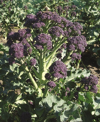 Sprouting brócoli morado de bejo.