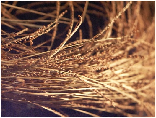 El cereal desconocido: El Fonio