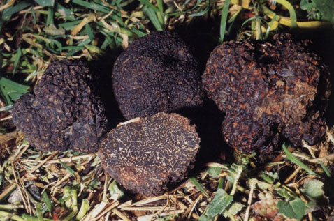 Catalunya impulsa un proyecto para revalorizar la trufa negra