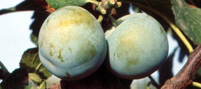 Investigación para mejorar la conservación de los alimentos