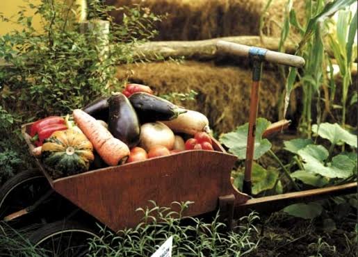 Día Mundial de la Alimentación