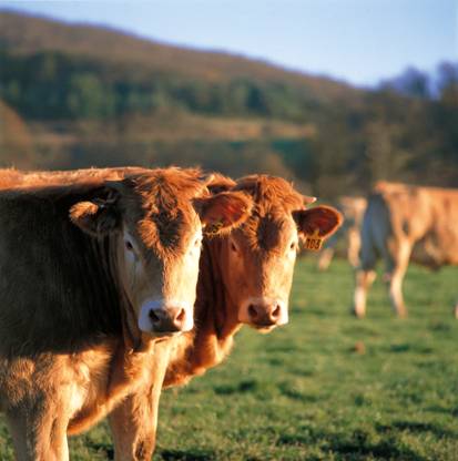La ganadería ecológica puede dar de comer al mundo sin perjudicar los ecosistemas