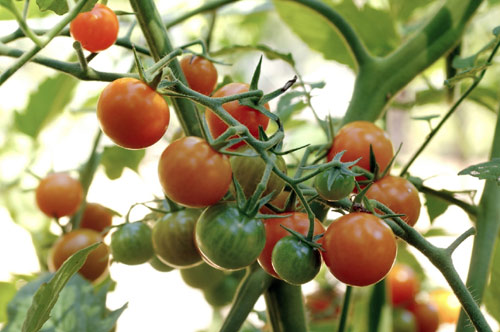 Más 180.000 hectáreas de agricultura ecológica en Huelva