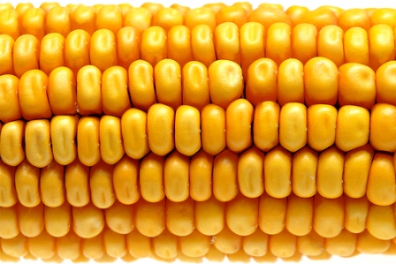 Un nuevo estudio científico confirma la toxicidad del maíz transgénico