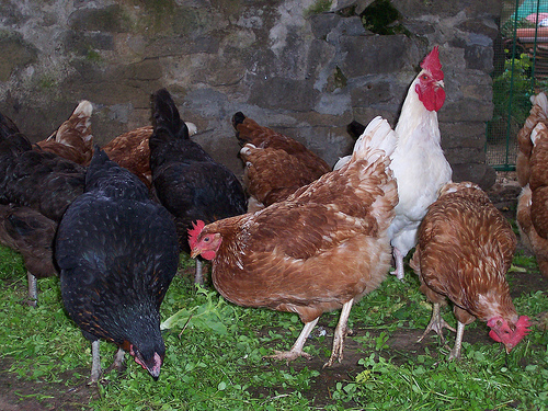 Más de 4.700 granjas alemanas cerradas por la contaminación de dioxina