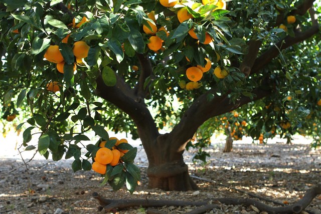 Martinavarro y Rio Tinto se alían para crear Citri&amp;Co