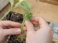 Pepinos y tomates nacidos del injerto