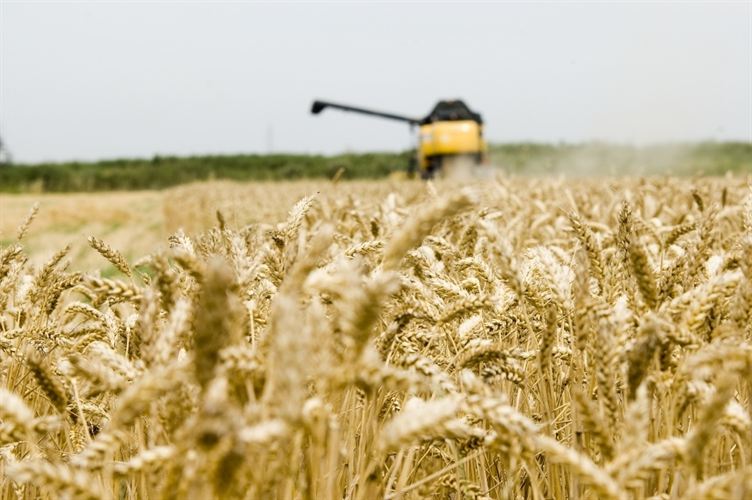 Los agrocombustibles reducen la producción de alimentos