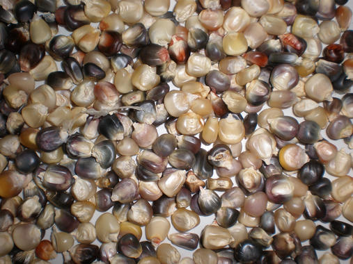 El maíz de color más oscuro tiene más propiedades antioxidantes