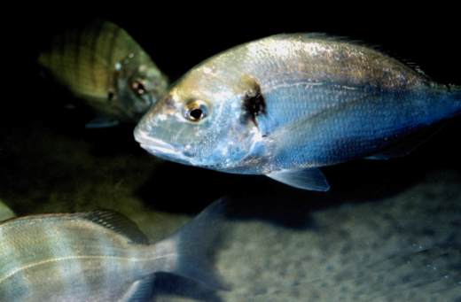 Lubinas y doradas de criadero murcianas