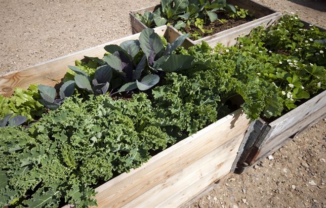 El huerto familiar ecológico