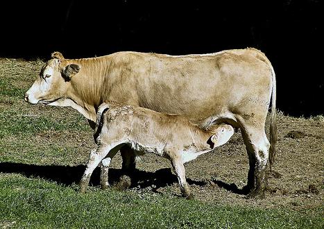 El SERIDA organiza un día de campo sobre Producción ecológica agro-ganadera y alternativas de diversificación.