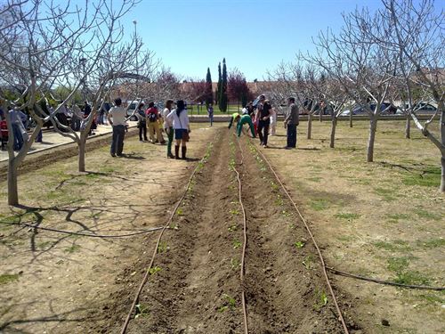 El 95% de españoles exige a las administraciones convertir espacios "en desuso" en huertos urbanos