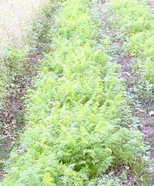 El segundo Plan Estratégico de Agricultura Ecológica asturiano estará listo este verano