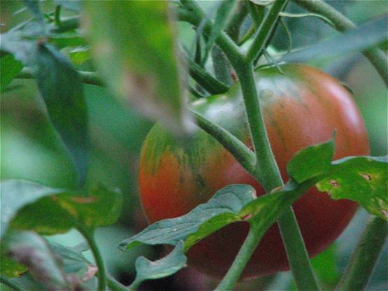 Los cultivos transgénicos ponen en peligro la agricultura ecológica