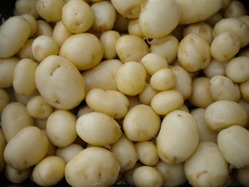 Las patatas blancas ricas en potasio ‘clave’ para controlar la presión arterial