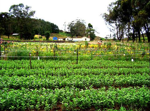 Pérdidas en los cultivos por el ozono ambiental