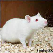 OMGs Ratas y tumores