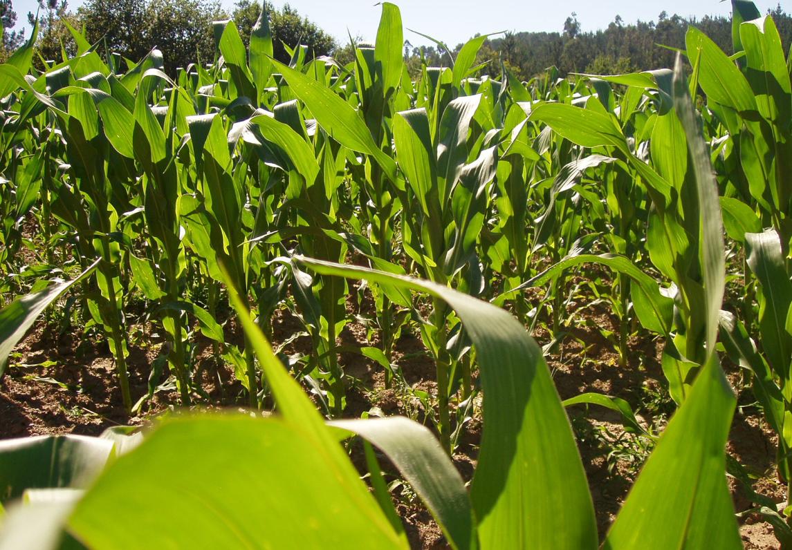 La ‘fantástica’ agricultura familiar gallega
