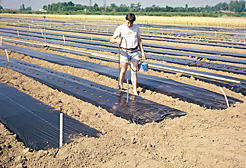 Subvencionan con 425.000 euros el uso de plástico biodegradable en los cultivos agrícolas
