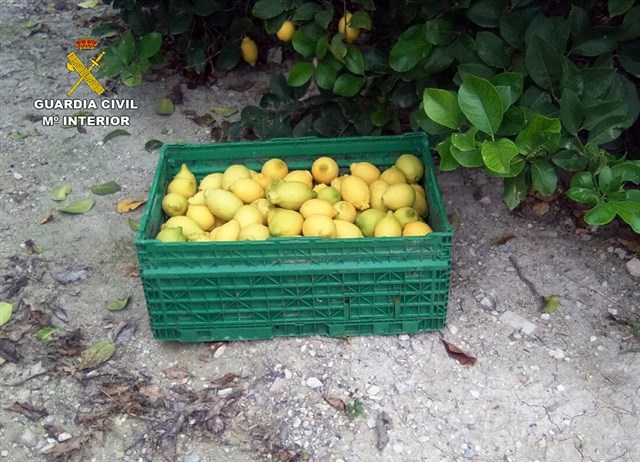 Guardia Civil detiene a un individuo por robar dos toneladas de cítricos en fincas de la comarca del Río Mula