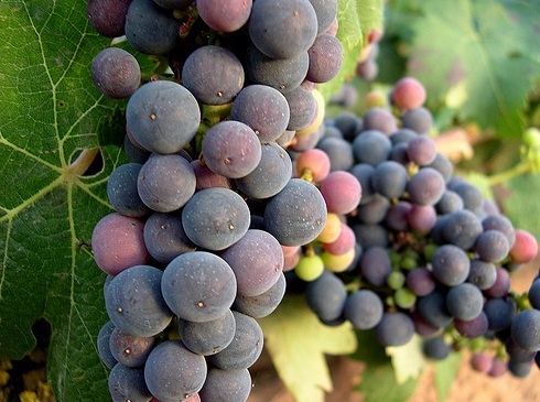 Cómo mejorar el vino ecológico