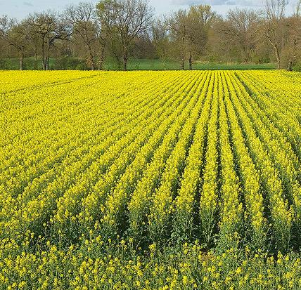 Un estudio desvela la fuga de colza transgénica al hábitat natural