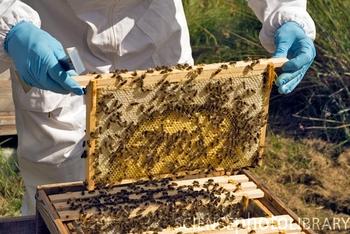 Los propóleos del noroeste de España ‘atiborrados’ de plomo