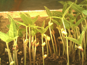 Localizan el origen del E-Coli en una explotación alemana de brotes de soja