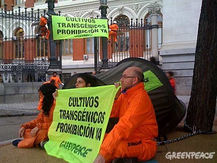 Greenpeace exige la prohibición de los cultivos transgénicos