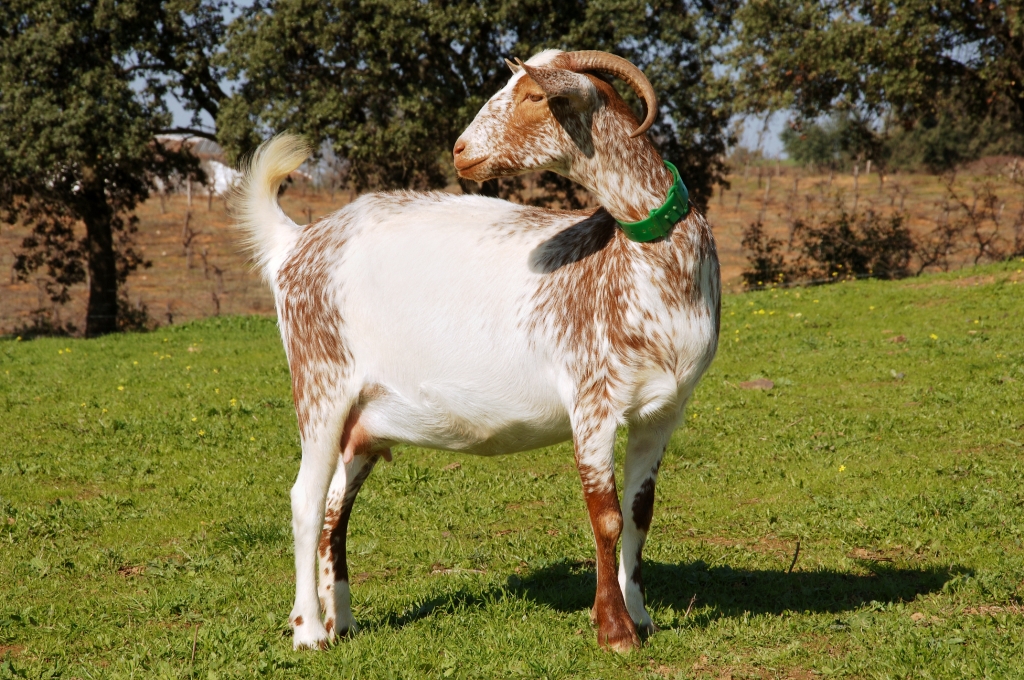 Medio Ambiente autoriza el uso del logotipo ‘Raza Autóctona’ a la Asociación Nacional de Criadores de ganado caprino de raza Florida