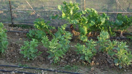 La Asociación CAAE se consolida como entidad líder del sector ecológico europeo