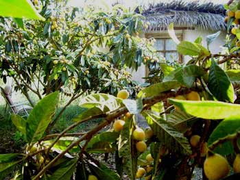 Naciones Unidas propone "ciudades verdes" y un impulso a la "horticultura urbana" como salida de la pobreza