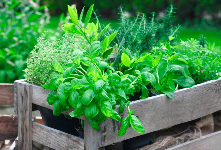 Madrid habilitará 29 nuevos huertos urbanos este año