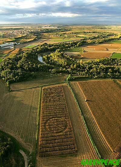 Ecologistas denuncian la falta de transparencia del MARM en materia de transgénicos