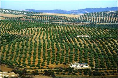 Andalucía. La Junta ha abonado en julio y agosto cerca de 19 millones en ayudas agroambientales a 5.346 productores agrarios