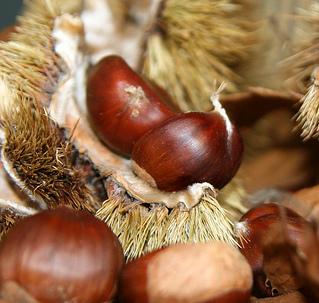 La bacteria del chancro y los gusanos ponen en riesgo la producción de castaña del Bierzo