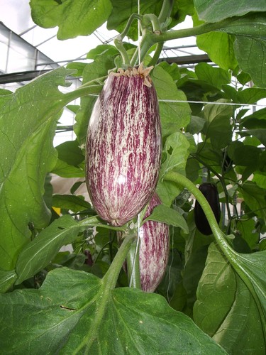 El ‘increíble’ poder antienvejecimiento de la berenjena