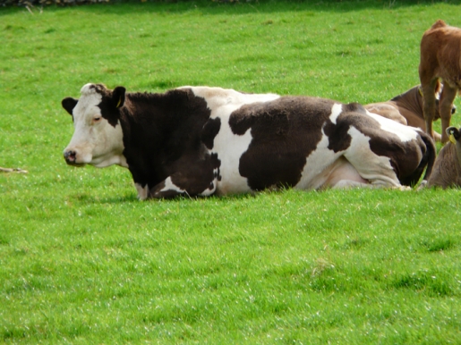 IRLANDA Vacunos para el Bocuse dOr