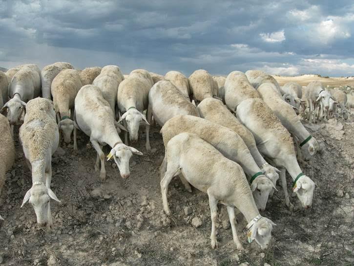 XIII Jornadas del Cordero Segureño analizan la situación de la ganadería ecológica