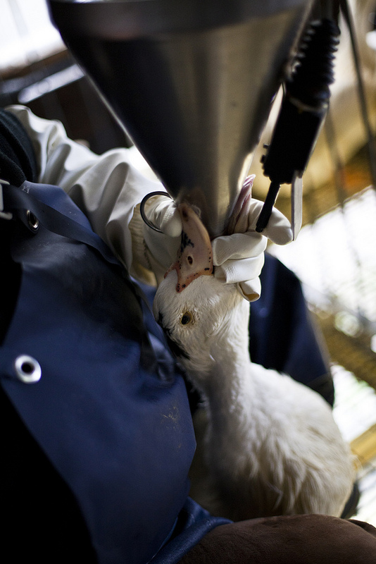 Escándalo. El secreto del foie gras de Mugaritz