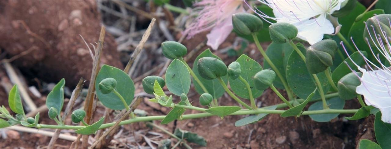 La alcaparra incluida como alimento tradicional de Baleares