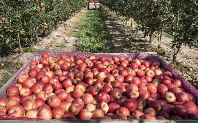 UAGA mantiene la movilización del sector de la fruta hasta lograr medidas que alivien el mercado