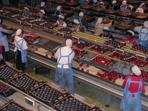 Junta concede casi 2 millones de euros a empresas agroalimentarias para reducir el impacto ambiental