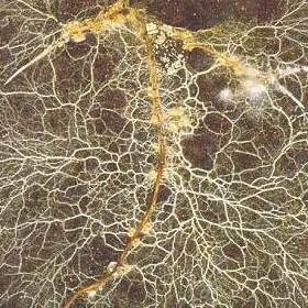 Se acerca la revolución agrícola de los hongos