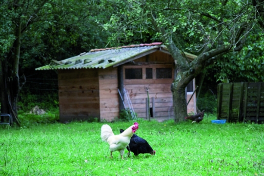 EL CORRAL "BIO" Una guía completa