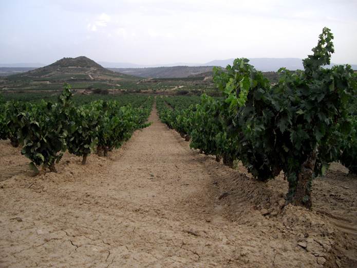 Castilla y León. Plan de Producción Ecológica