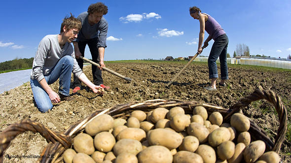 Productos orgánicos en América Latina: más exportación que consumo